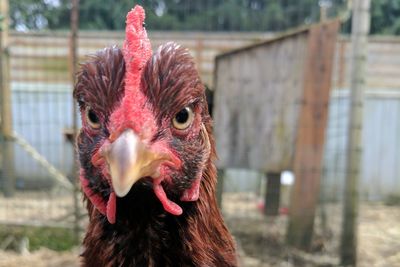 Close-up of rooster in cage