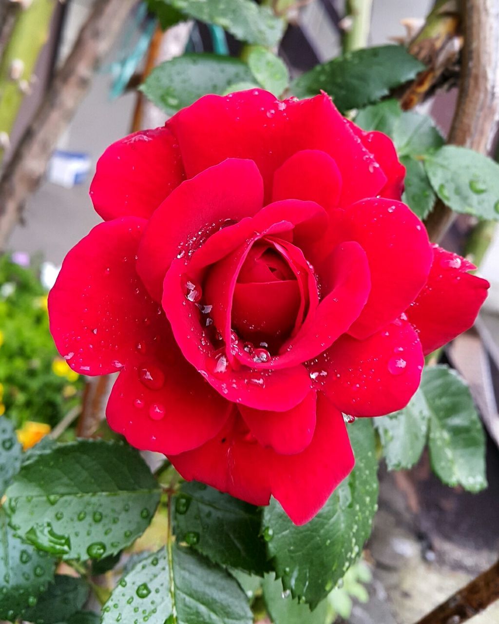 flower, petal, freshness, flower head, fragility, red, growth, close-up, beauty in nature, rose - flower, drop, focus on foreground, plant, blooming, single flower, nature, wet, water, in bloom, leaf