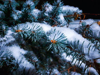 Close-up of pine tree