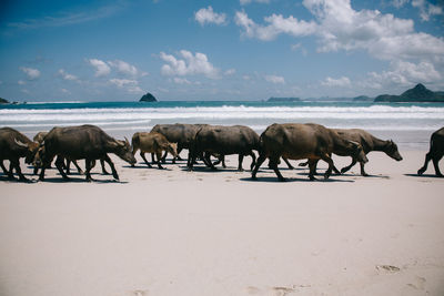 Cows walking on beach against sky