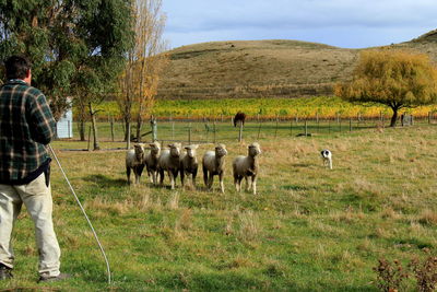 Horses grazing on field against sky