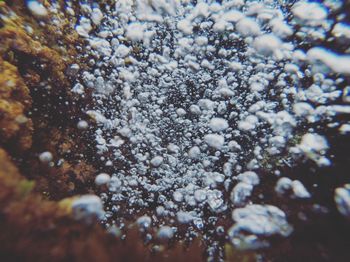 Close-up of snow on plant