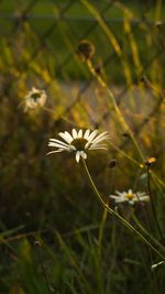 Close-up of white flowers blooming outdoors