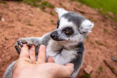 Close-up of person holding hand