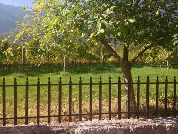 View of trees in field