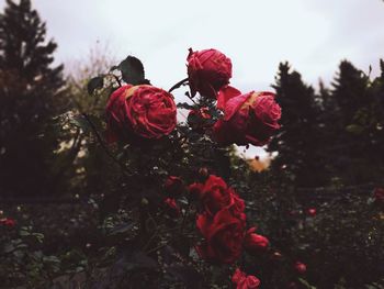 Close-up of red roses on plant against sky