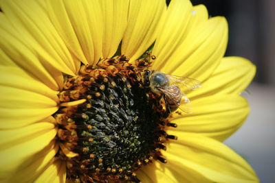 Close-up of bee pollinating on yellow flower