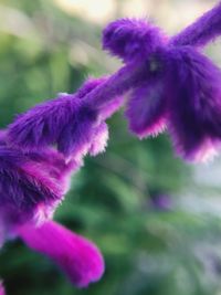 Close-up of purple thistle flowers