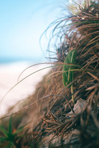 Close-up of grass by sea against sky
