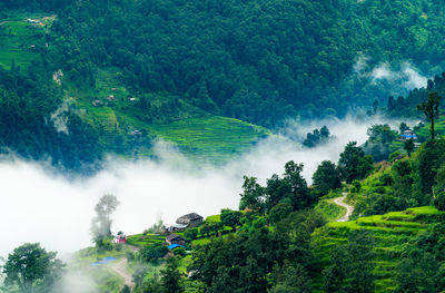 High angle view of trees in forest