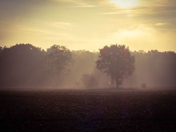 Trees on field against sky at morning