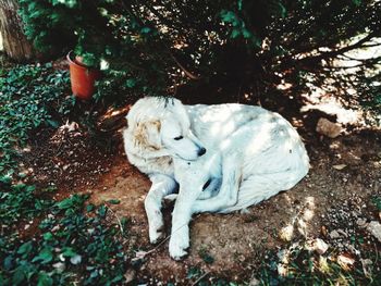 High angle view of dog on field