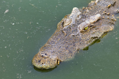 High angle view of crocodile in lake