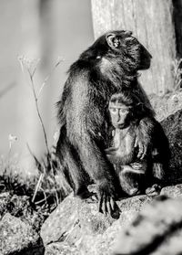 Close-up of monkey with infant sitting on rock
