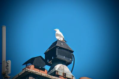 Low angle view of white seagull perching on chimney against clear blue sky