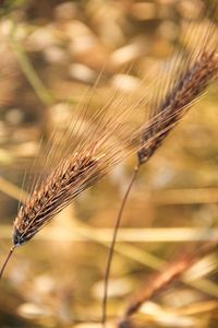 Close-up of dry plants