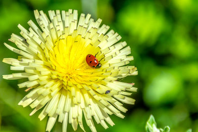 Close-up of insect on yellow flower