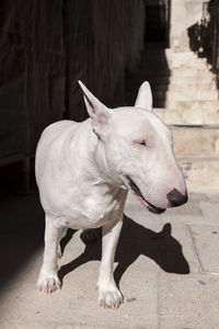 Close-up view of dog looking away