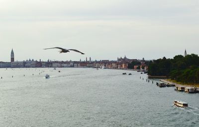 Seagull flying over sea