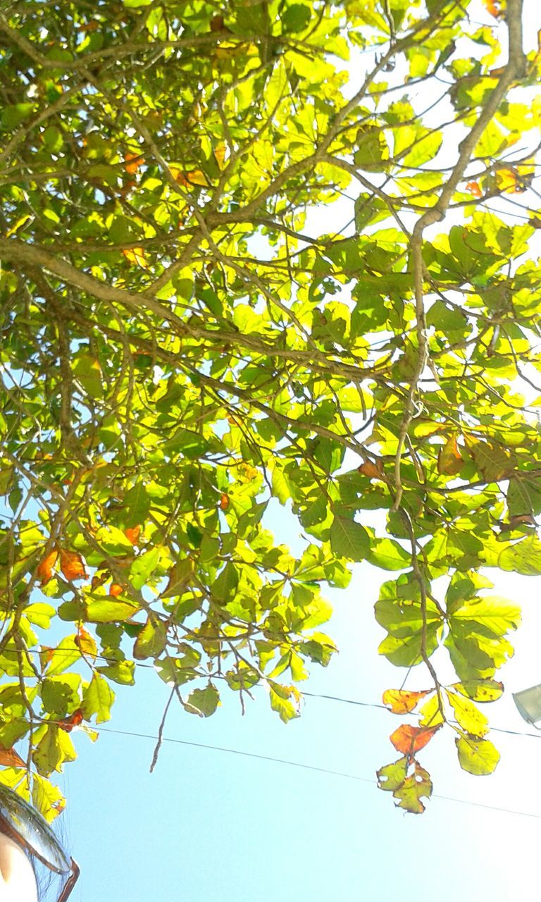 leaf, branch, growth, tree, low angle view, green color, nature, beauty in nature, sunlight, leaves, plant, day, close-up, outdoors, clear sky, no people, freshness, tranquility, green, twig