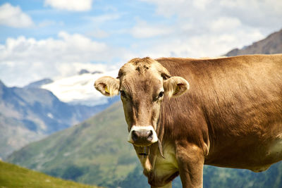 Portrait of cow