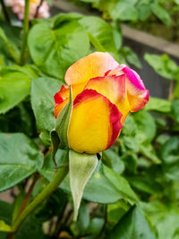 Close-up of yellow rose