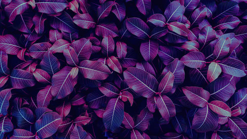 Leaves texture background