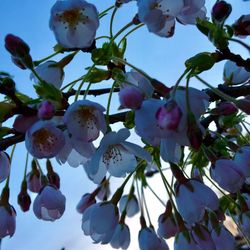 Low angle view of fruits on tree against sky