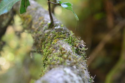 Close-up of insect on plant