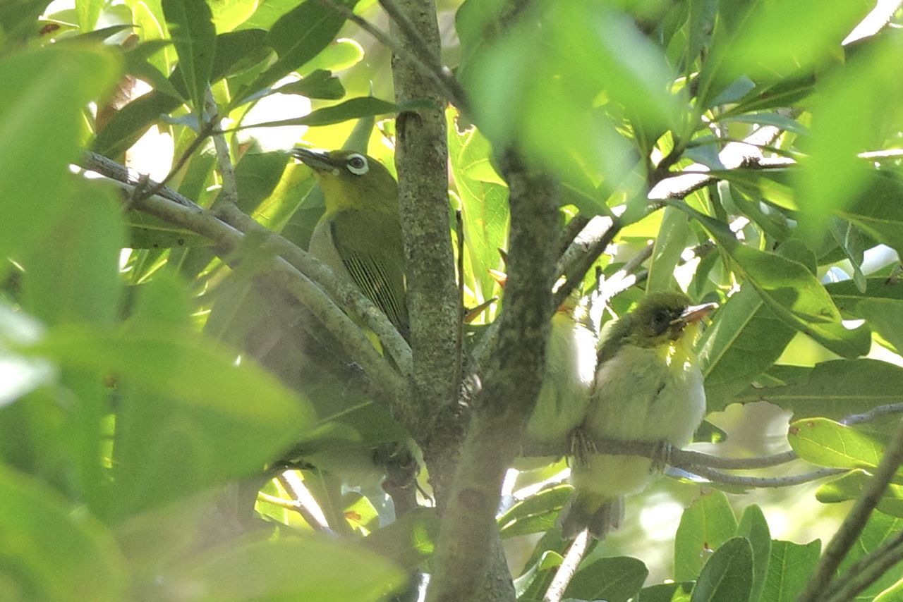 plant, leaf, plant part, green, tree, growth, nature, animal themes, bird, no people, animal, animal wildlife, food and drink, flower, food, produce, branch, outdoors, wildlife, beauty in nature, day, environment, land, fruit, one animal, close-up