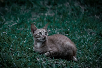 Portrait of a cat on field
