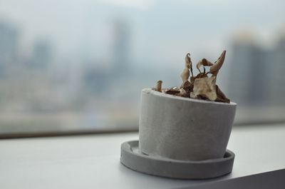 Close-up of potted plant on table
