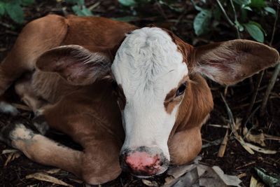 Close-up of cow on field