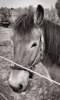 Close-up of horse in ranch