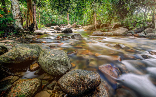 Close-up of water flowing in forest