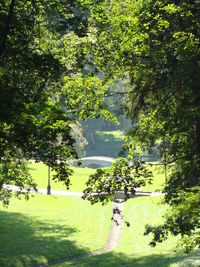 Plants and trees on landscape