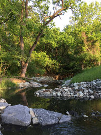 Stream flowing through forest