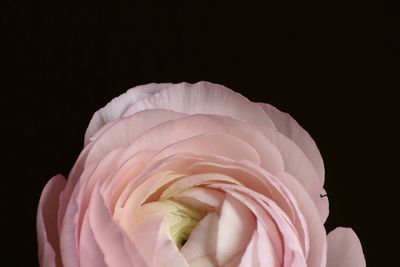 Close-up of white flower over black background