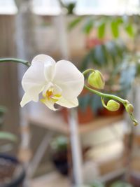 Close-up of white flowering plant