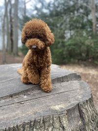 Dog sitting on wood