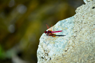 Close-up of ant on rock