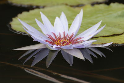 Close-up of lotus water lily in pond