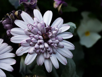 Close-up of purple flowers blooming outdoors