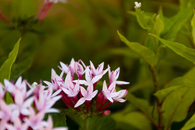 Close-up of pink flowering plant