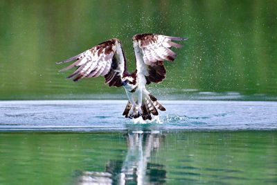 Bird flying over lake