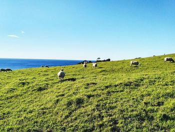 Cows grazing on field against clear sky