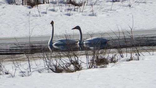 Swan in lake during winter