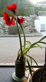 Close-up of orchids in glass on table