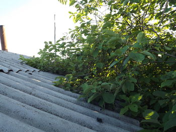 Close-up of fresh green plants against trees