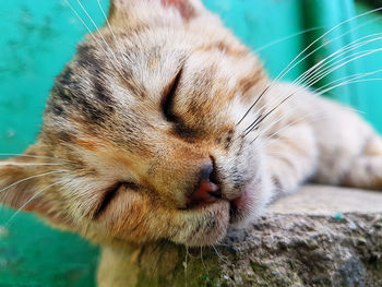 Close-up of a cat with eyes closed